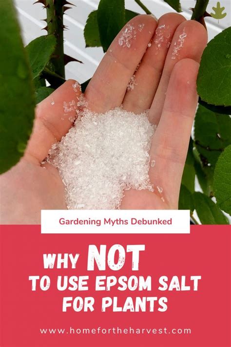 Epsom salt for plants: Good or bad for the garden? | Epsom salt for plants, Epsom salt, Epsom ...