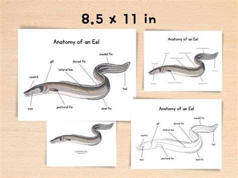 Anatomy of Eel Homeschool Resources Nature School Ocean Study Printable ...