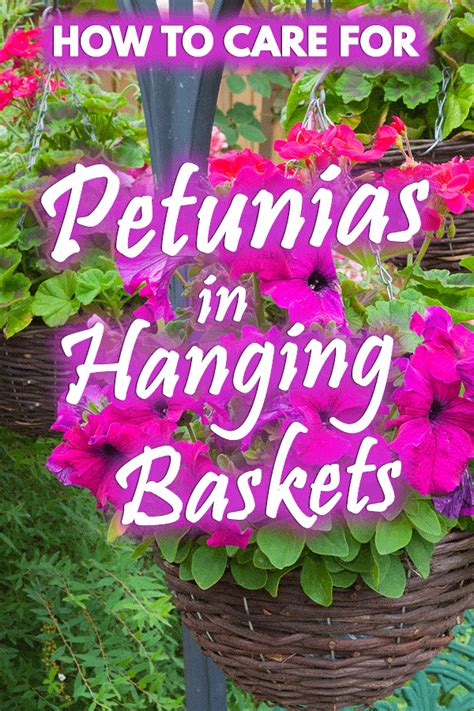 How to Care for Petunias in Hanging Baskets