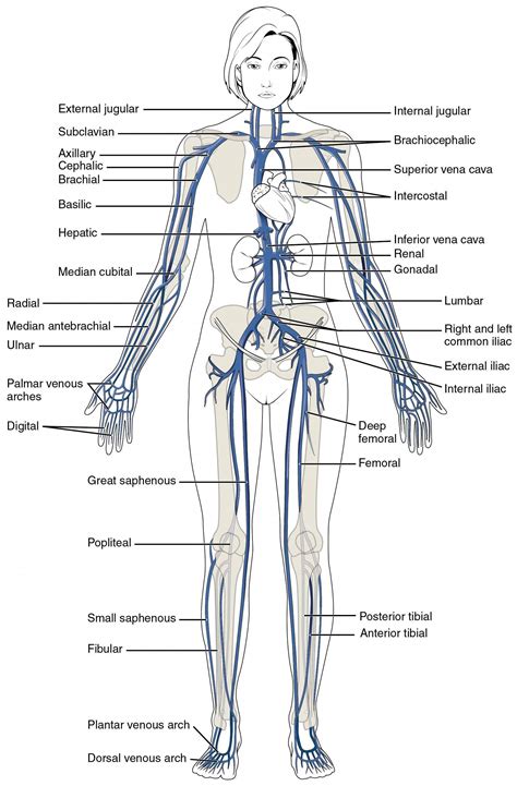 This diagram shows the major veins in the human body. #GreenCoffeeBenefitsForWeightLoss # ...