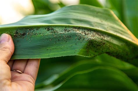 Premium Photo | Field corn aphids leaves parasites pests selective focus