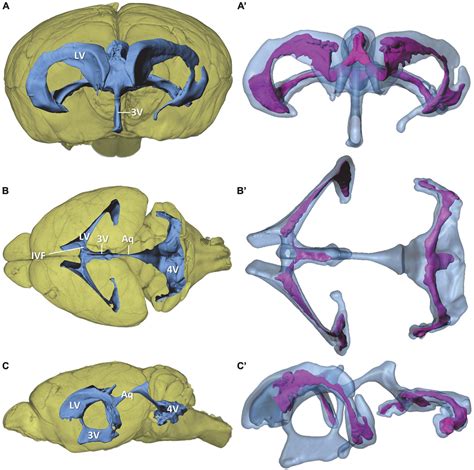 Frontiers | Morphology of the murine choroid plexus: Attachment regions and spatial relation to ...