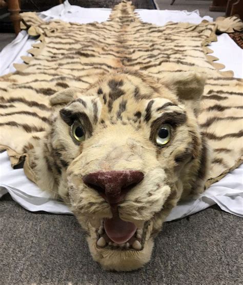 Antique Tiger Skin Rug with Glass Eyes and Roar - Natural History ...