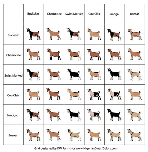 Mini Nubian generations & colors - Opus 7 Farm LLC.