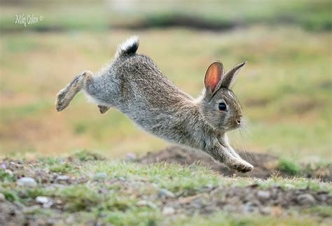 Bunny Hop | This rabbit was shot in the same prairie where t… | Flickr