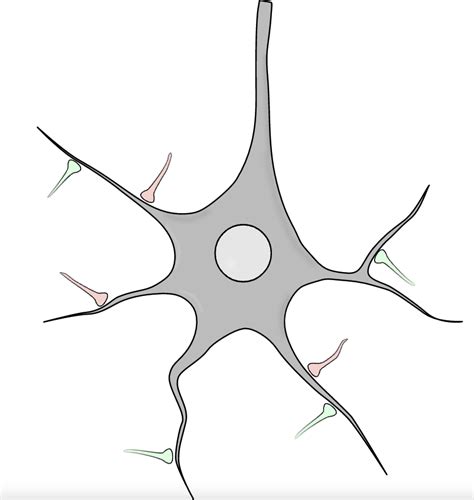 New study about mechanisms of synaptic plasticity | AIZAWA lab in Hiroshima