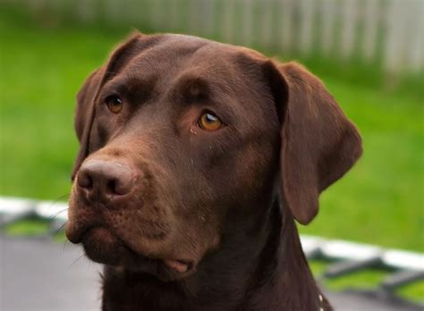 Male Chocolate Labrador Retriever Names | 1001doggy.com