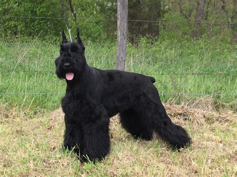 Giant Schnauzer Puppies For Sale | Harrisonville, MO #236925