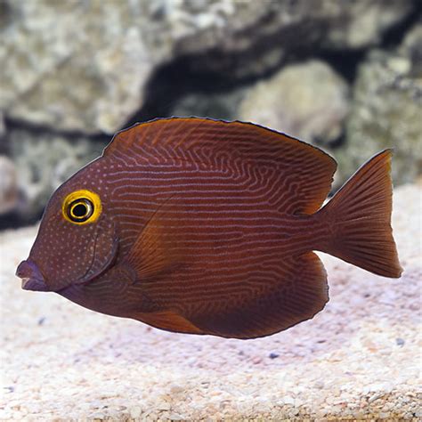 Kole Yellow Eye Tang (Ctenochaetus strigosus) – Cincinnati Coral and ...