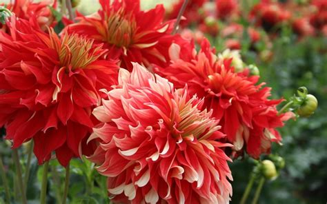 Red Dahlias