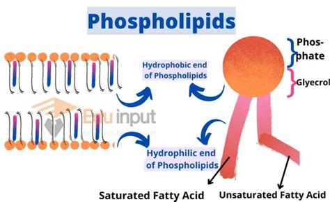 Phospholipids- Structure, Classes and Functions