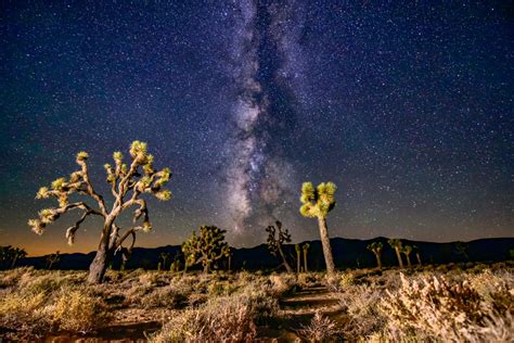 Milky Way and Joshua Trees – Nowhereland Photography