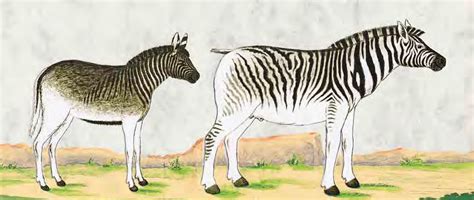 Quagga Facts for Kids