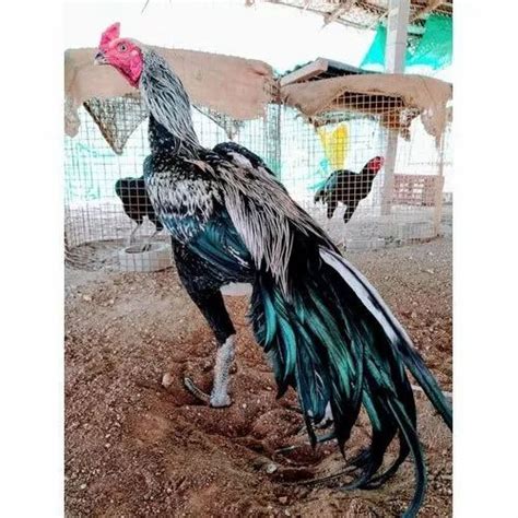 India Black Aseel Rooster at Rs 5000/piece in Amritsar | ID: 25365598312