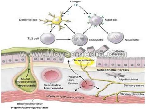 ARGINASE FUNCTION - YouTube