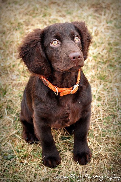 Boykin Spaniel Puppies Available : Boykin Spaniel Full Profile History And Care : The boykin ...