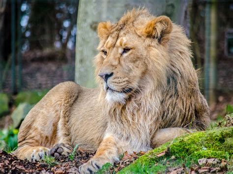 The Asiatic Lion: In Search of Lions in India ⋆ Greaves India