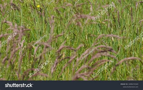 42 Creeping Red Fescue Royalty-Free Images, Stock Photos & Pictures | Shutterstock