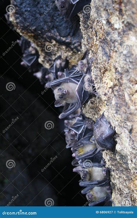 Bats stock image. Image of scared, superstition, night - 6806927