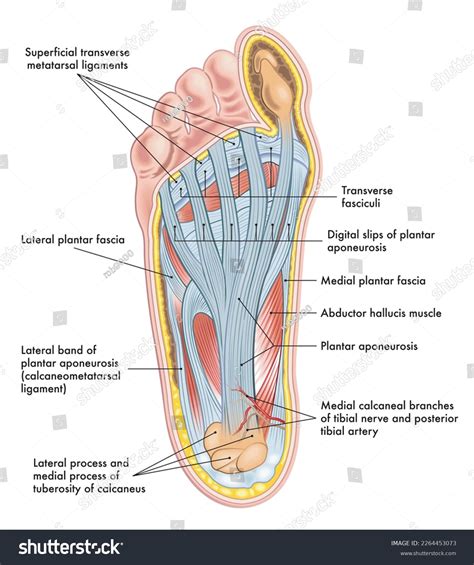 Foot Anatomy Illustration Annotations Stock Illustration 2264453073 ...