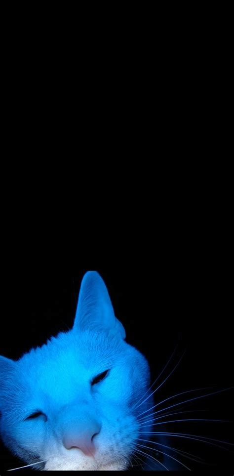 Blue Cat Wallpaper - 22+ Koleksi Gambar