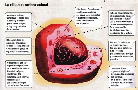 Escritorio de clases: Células eucariotas