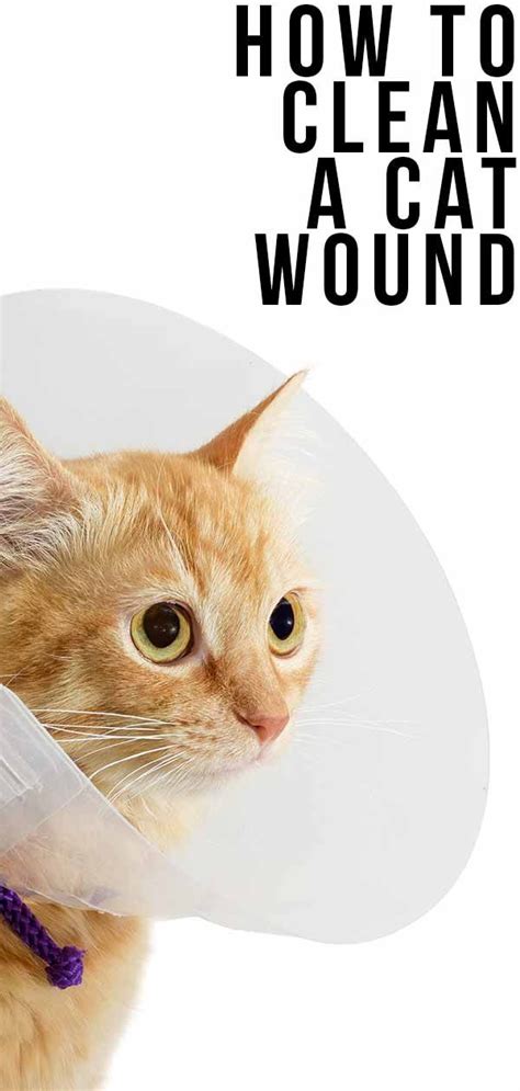 How To Clean A Cat Wound - And When To Ask Your Vet For Help | Cat ...