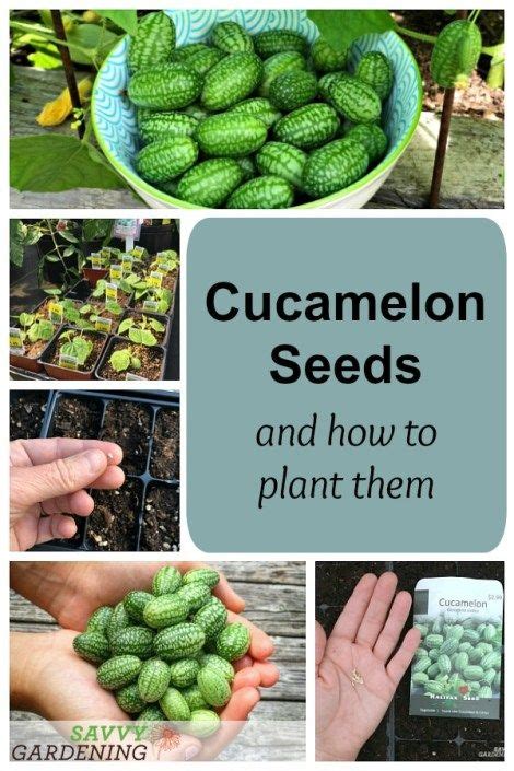 Cucamelon Seeds and How to Plant, Grow, and Harvest this Popular Crop | Cucamelon, Cucamelon ...