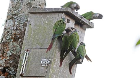 Quaker Parrot Nest Box