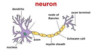 Types of Tissue Part 4: Nervous Tissue | Doovi