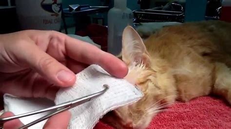 Wolf worm removal from upper eyelid of a cat. - YouTube