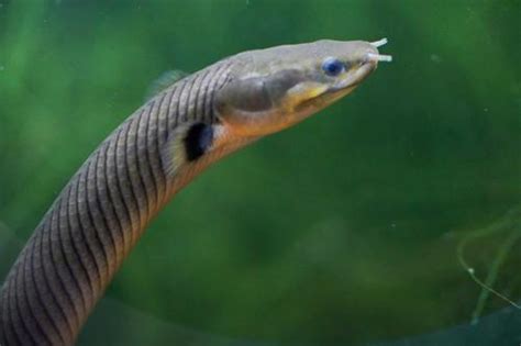 Rope Fish (Erpetoichthys calabaricus) - Dan's Fish