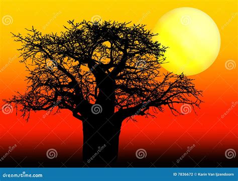 African Baobab Tree In Sunset Stock Photo | CartoonDealer.com #7836672