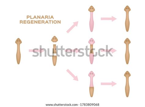 Planaria Regeneration Divide One Three Planaria Stock Vector (Royalty Free) 1783809068 ...