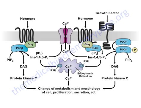 Signal Transduction Pathway Diagram