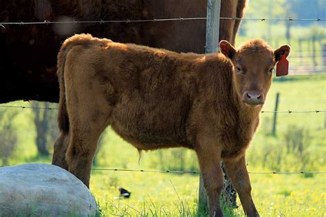 Great Grassfed Heritage Cattle Breeds - Grit | Cattle, Breeds, Old things