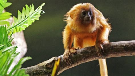 Baby lion tamarin starting to find its feet - BBC Newsround