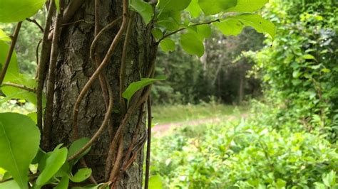 PEI Invasive Species Council - How this invasive vine species is threatening P.E.I. trees