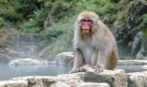 Horor u Japanu: Majmuni napadaju ljude i pokušavaju oteti bebe ...