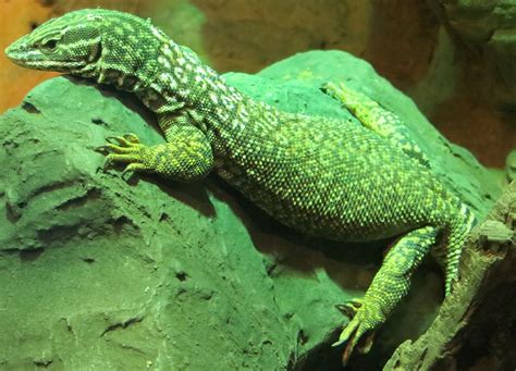 green lizard | Free Photo - rawpixel