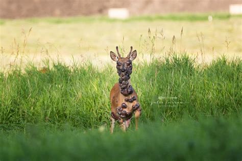 Viral photos: Deer covered in large tumors in Minnesota - Bring Me The News