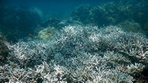 The Great Barrier Reef is dying even faster than before. Here’s why ...