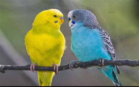 How To Care Budgerigar Parrot - Petsandanimals Blog