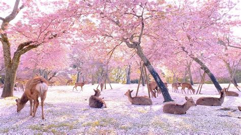 Gorgeous Footage of Sika Deer Relaxing Among the Japanese Cherry ...