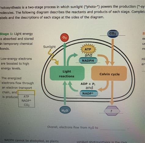 Two Stages Of Photosynthesis