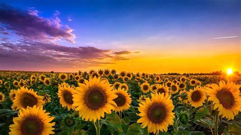 Rainbow Sunflower Wallpapers - Top Free Rainbow Sunflower Backgrounds - WallpaperAccess