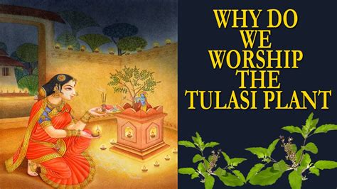 Why do we worship the Tulasi Plant - Health Benefits & Significance - YouTube