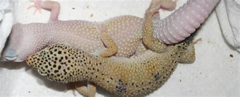 Guide to Breeding Leopard Geckos on a Small Scale - Gecko Time