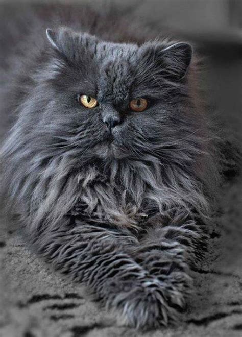 Persian Cat Black And Grey - Pets Lovers