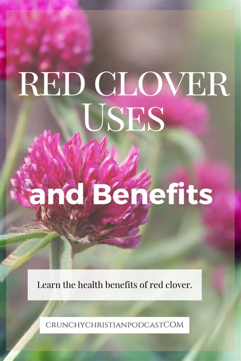 Red Clover Uses and Benefits - Ultimate Homeschool Podcast Network